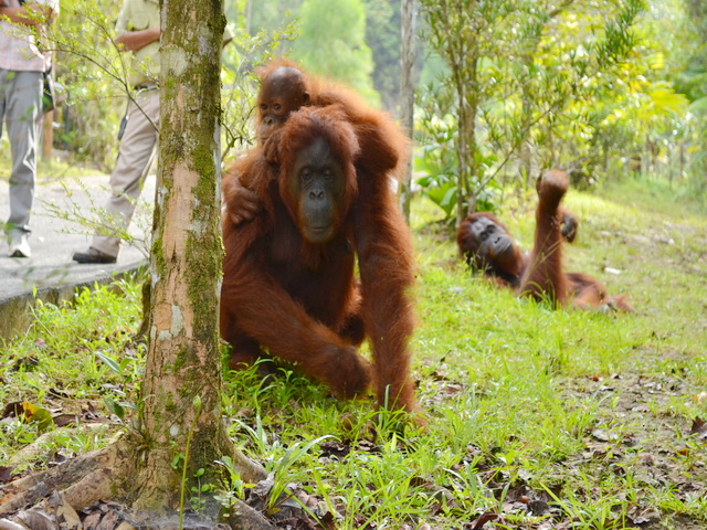Semenggoh Orang Utan
