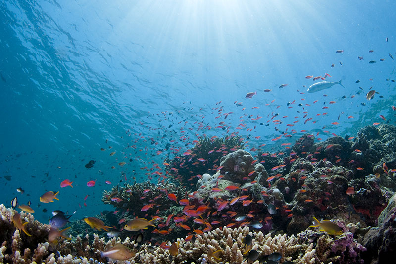 Underwater Beauty