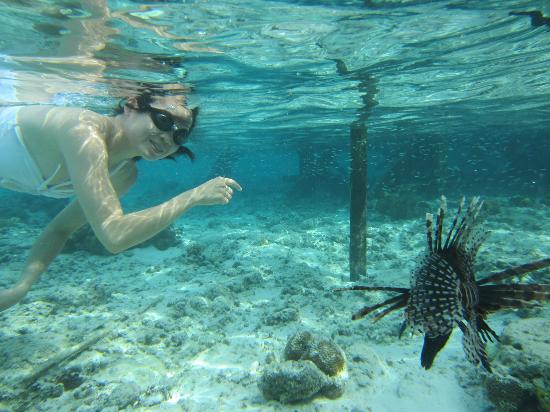 Lion fish at Pom Pom Island