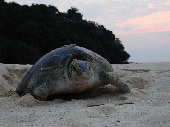 Satang Island Day Trip