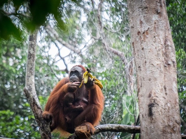 Semenggoh Wildlife Center Day Trip (3 hours)