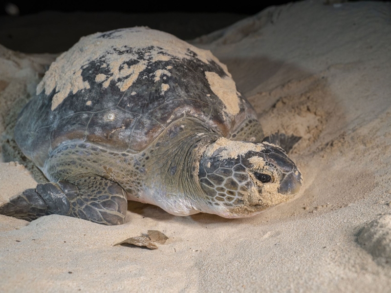 Eco and nature Borneo Tours to Sabah & Sarawak for family, individuals ...